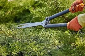 beats365中文官网 枣阳城市绿化包括哪些内容